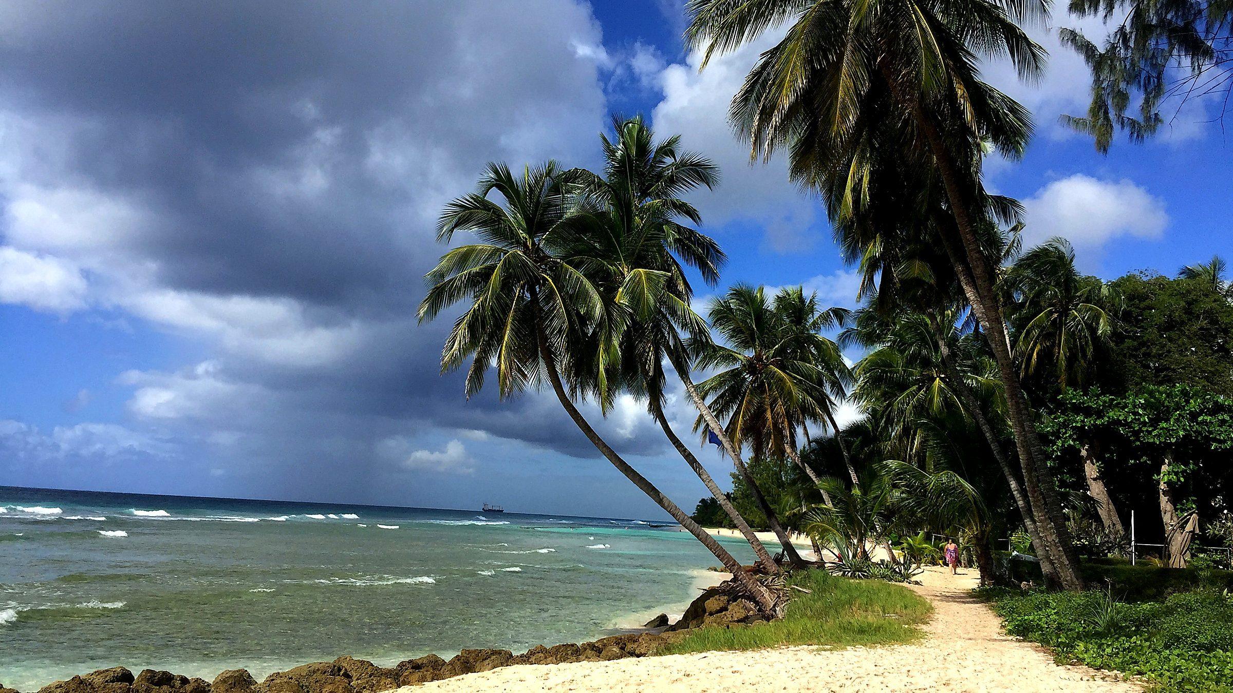 Palm trees along a Barbados beach