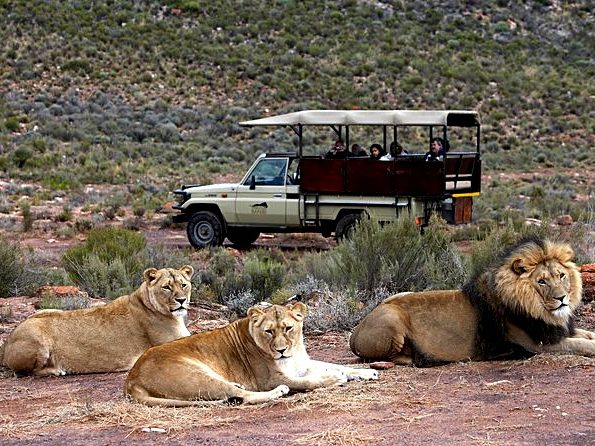 Lions resting beside a safari vehicle