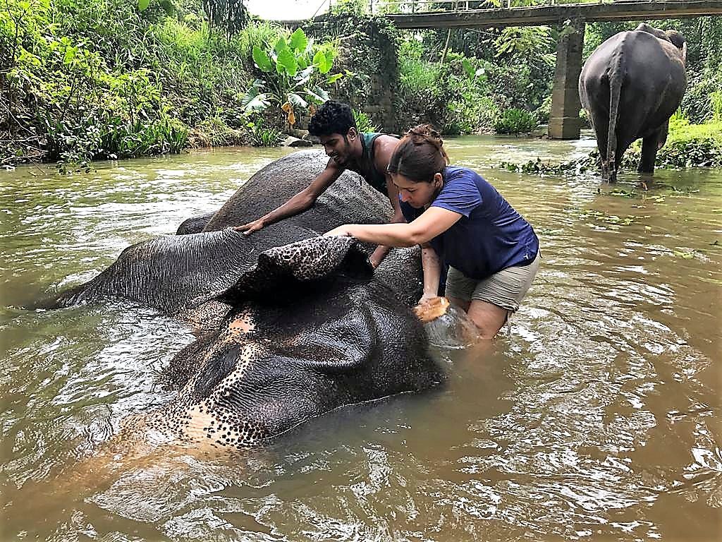 Bathing an elephant in the river